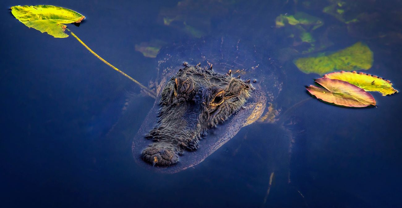 alligator in water by siesta key