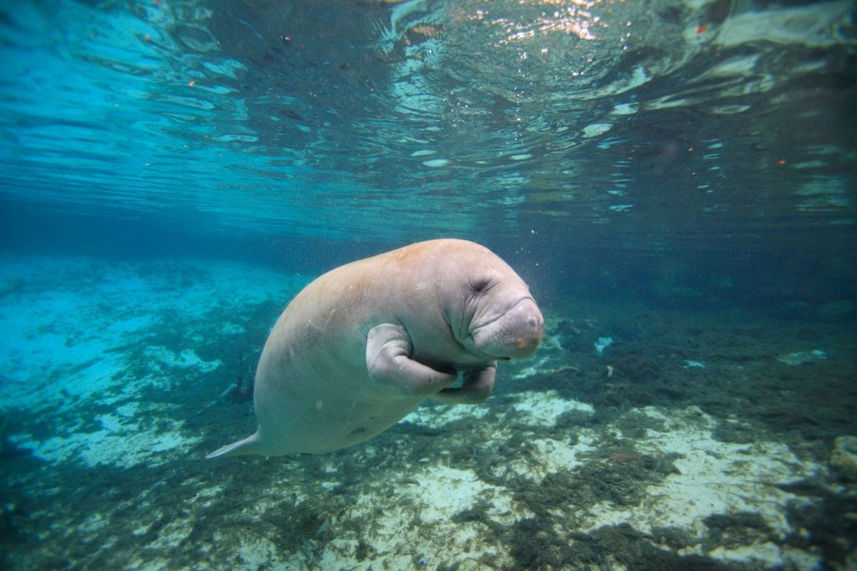 Manatee in the waters of the Crystal River Preserve 